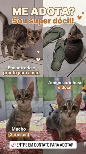 Gato filhote para adoção ?