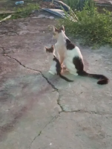 sou cuidadora de idosos e também cuido de animais