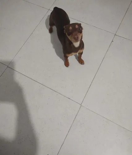 Pinscher número 1 femea