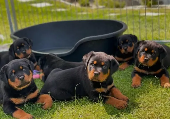 Filhotes de Rottweiler | Companhia que encanta sempre.