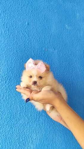 Fêmea mini Lulu da Pomerânia anão