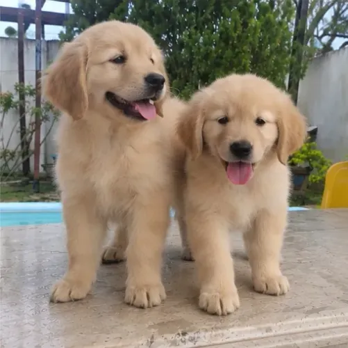 Filhotes de Golden Retriever - Vacinados e Vermifugados