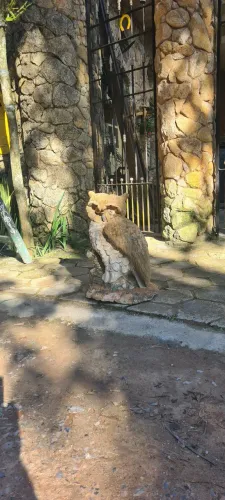 Coruja decorativa