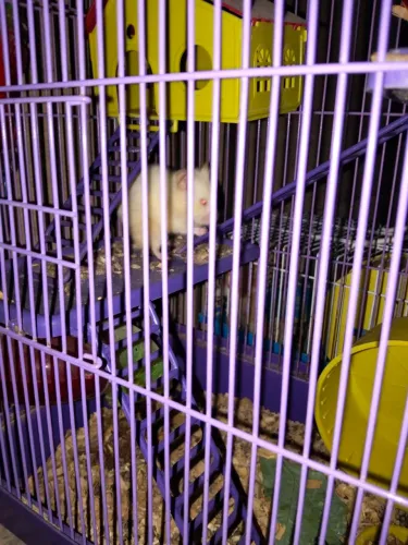 Hamster fêmeas, 2 disponível