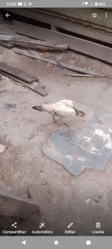 Galinha branca linda de raça