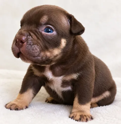 American bully disponível 