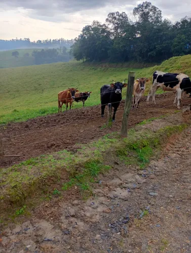 Vendo lote de bezeiros macho 