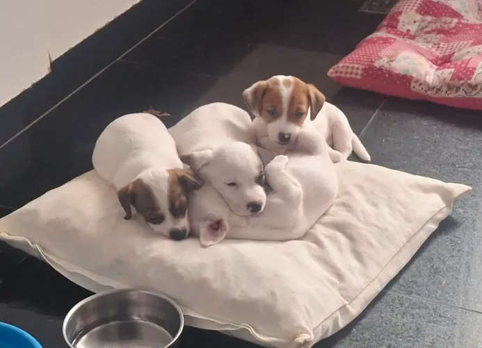 Filhotes Jack Russell Terrier