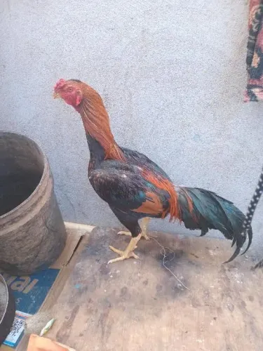Galo