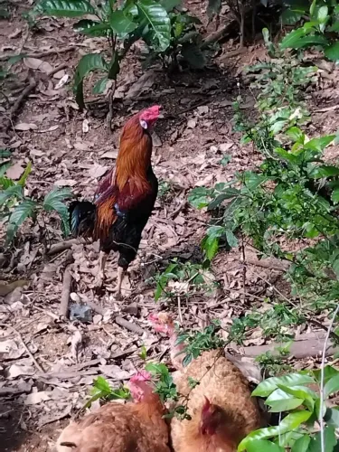 Vendo galo mestiço