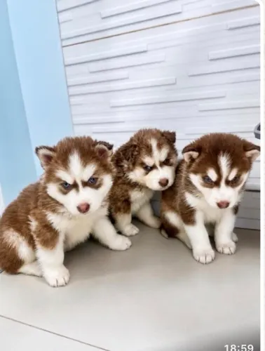 Husky siberiano olho azul