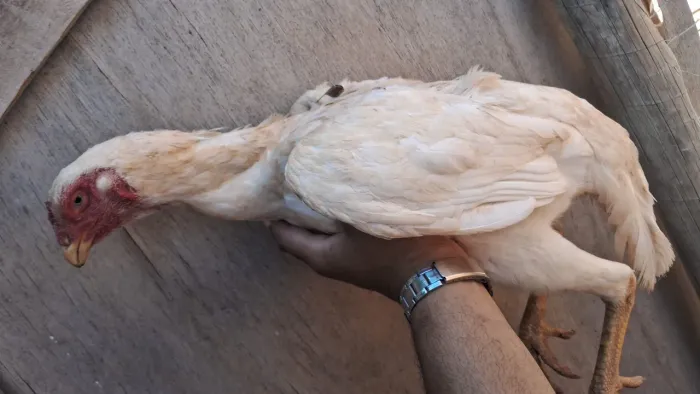 Vendo galinha branca