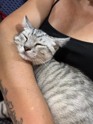 Gato macho doação