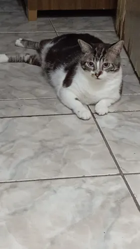 Gato macho castrado