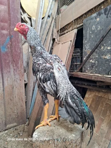 FRANGO ASSEL BICO CURTO CARIJÓ 