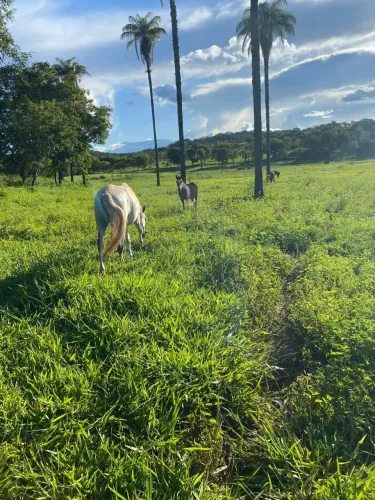 Fazenda 120 ha | Rio Pacuí na Propriedade | Pecuária em Produção | Coração de Jesus/MG