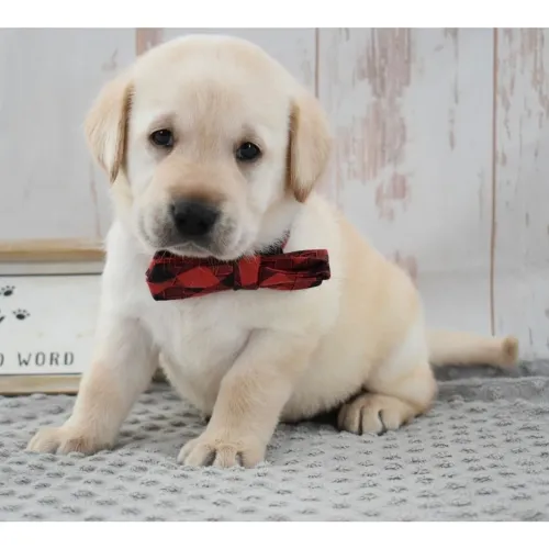 Labrador Amarelo/ Filhotes com personalidade marcante 