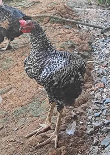 Galo suro com plumagem barrada