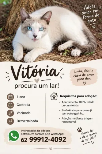 Adoção de gatinha