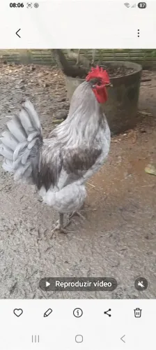 Galos puros