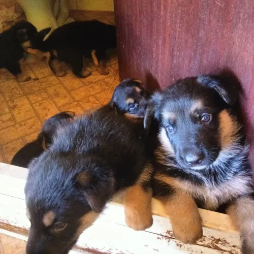 Cachorro pastor alemão