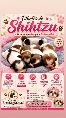 Shihtzu