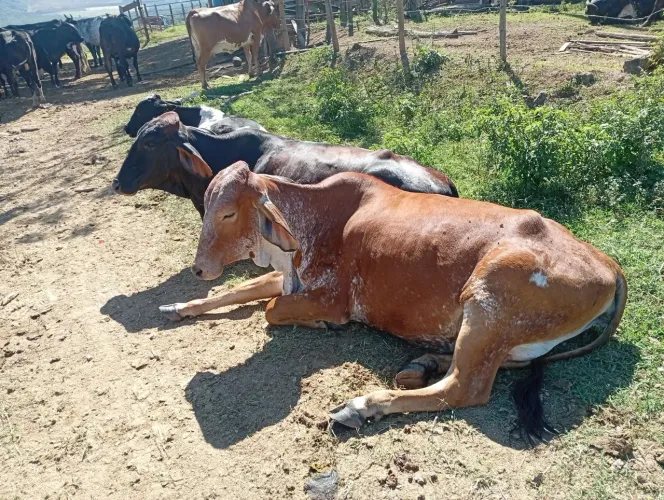 venda de gado permanente gado de leite