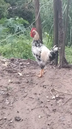 Vende-se frango gsb