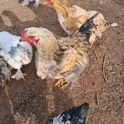 Galo Brahma Excelente Genética 