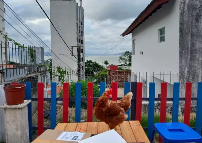 Doação de Galinha