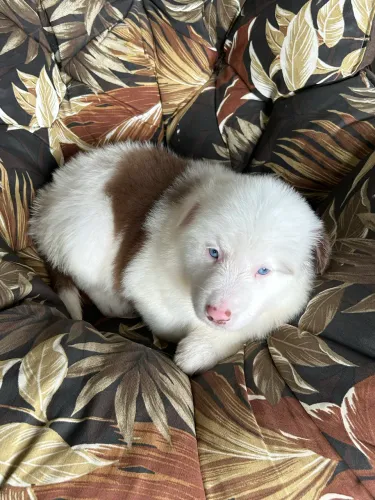 Border collie fêmea 