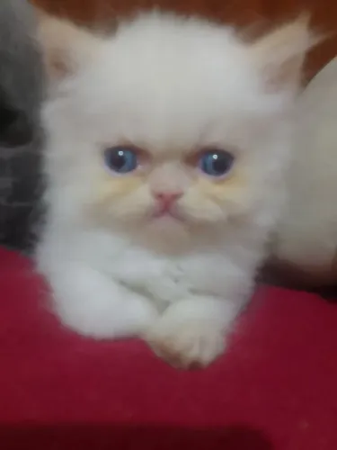 gatinha persa branca pelo longo 