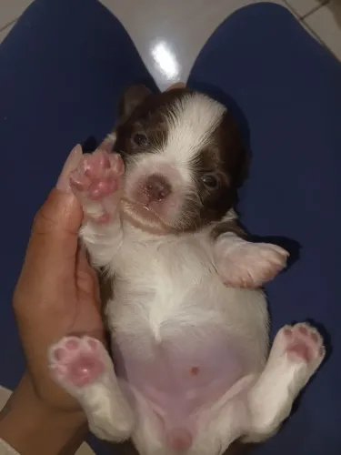 Vendo shitzu puro fêmea
