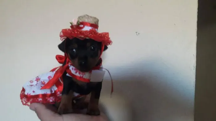 Miniaturas canina