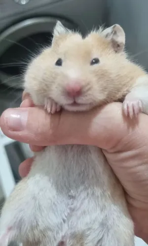 Hamister