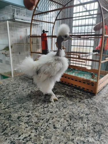 Vendo galinhas sedosas