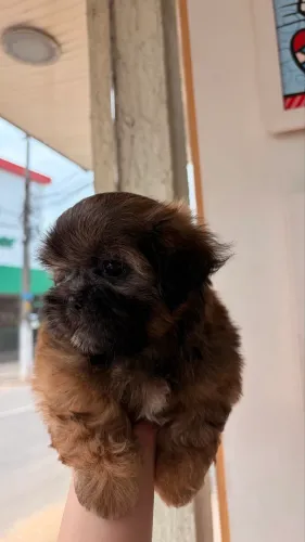Vende-se filhotes de Shih Tzu macho 