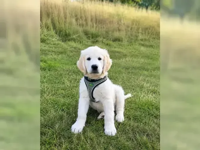 Filhotinhos Golden Retriever inteligentes e muito amorosos