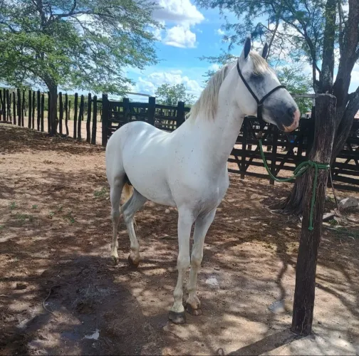 Vendo cavalo garanhão Mangalarga Marchador registrado de marcha picada