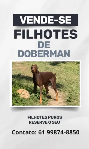 Filhotes de Doberman 