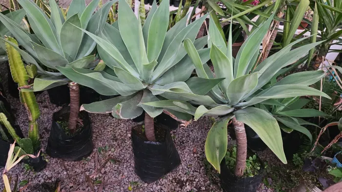 Planta AGAVE muitooo grande