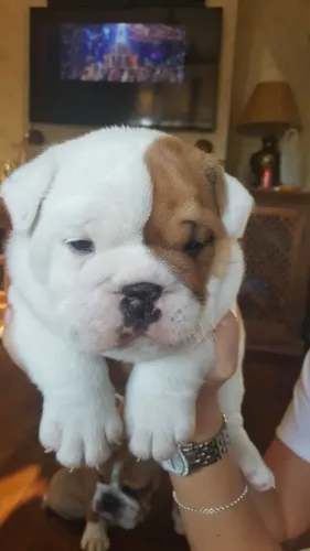 Bulldog Inglês,Bulldog Inglês Filhote Disponível Entrega Facilitada