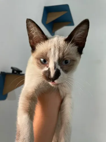 ? DOAÇÃO RESPONSÁVEL - GATINHO PRECISA DE UM LAR ?