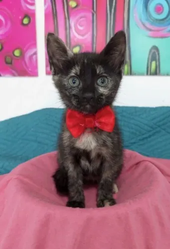 Gatinha para adoção.