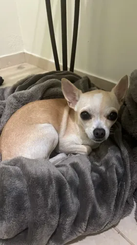 Chihuahua fêmea procura namorado 