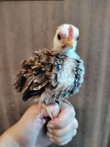 Galinha galo garnisé