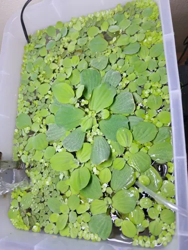 Alface d'água, lentilha e salvinia Plantas para aquario