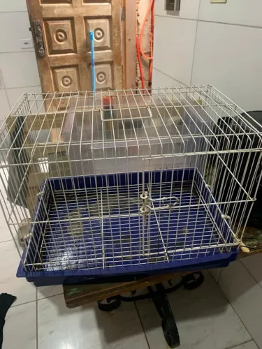 Gaiolas para hamster s porquinho da índia