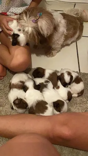 Filhotes de shih tzu 0