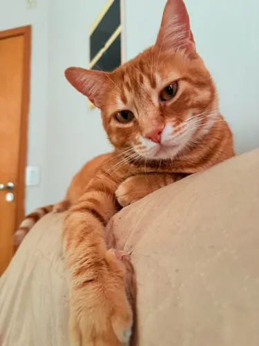 Gatinho para adoção responsável 